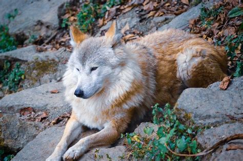 27 Wonderful Types Of Wolves Facts Photos And More Outforia 2022
