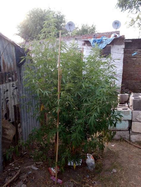 Detuvieron A Un Hombre Y Secuestraron Una Planta De Marihuana De Dos