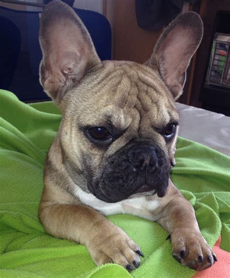 57 Cropped French Bulldog Ears Pic Bleumoonproductions