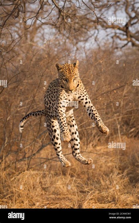 Feline Jumping Hi Res Stock Photography And Images Alamy