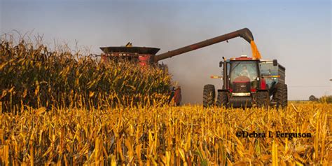 World Record Corn Harvest Images Of Corn