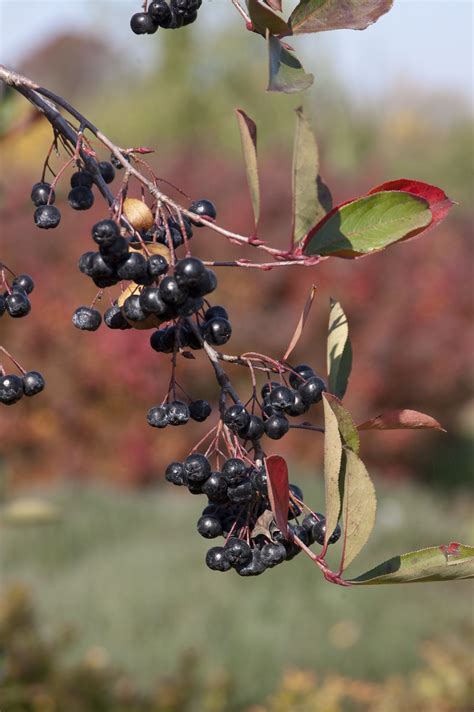 chokeberry,-autumn-magic-black-chokeberry-thetreefarm-com