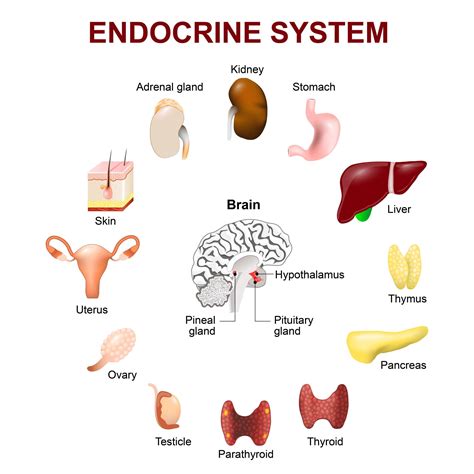 Infographic Human Body Endocrine System Human Body An Vrogue Co