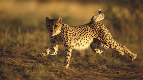 Cheetah 4k Wallpapers Top Những Hình Ảnh Đẹp