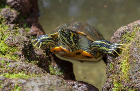 Yellow Belly Turtle 101 Habitat Care Diet Size And More