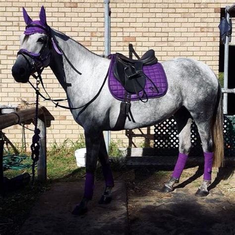 Royal Purple Matching English Tack Set Horses English Tack Sets