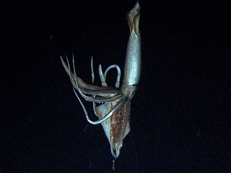 2pznappod The First Photo Of An Alive Giant Squid In Its Natural Deep