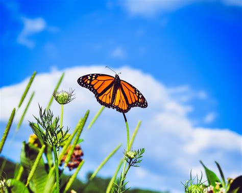 Download Wallpaper 1280x1024 Monarch Butterfly Butterfly Close Up