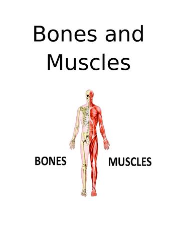 Bones And Muscles Teaching Resources