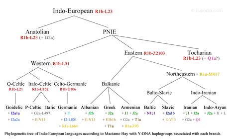 My Proposed Tree Of Indo European Languages Eupedia Forum