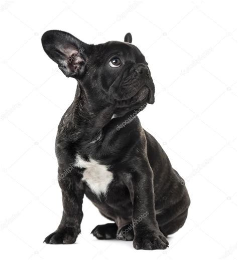Puppy Black French Bulldog Sitting And Looking Away Isolated O