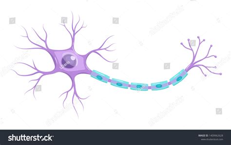 Ilustración De La Anatomía Neuronal Infografía Vector De Stock Libre