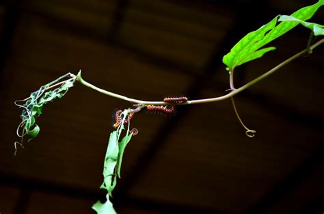 Free Photo Insects Eating Leaves