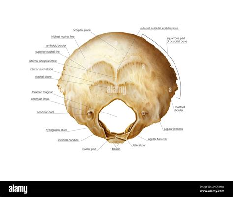 Ilustración Del Hueso Occipital Del Cráneo Esta Es Una Vista Externa