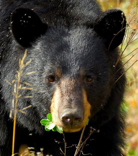 New Mexico State Animal Black Bear