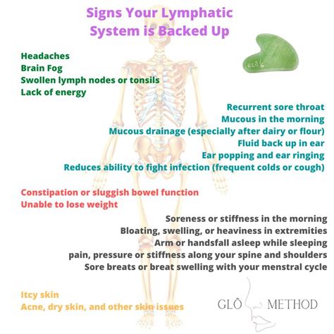Signs Your Lymphatic System Is Backed Up Lymphatic System Lymphatic