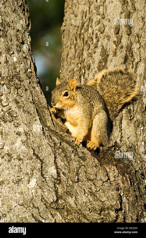 Eastern Fox Squirrel Sciurus Niger Sitting In A Tree Stock Photo Alamy
