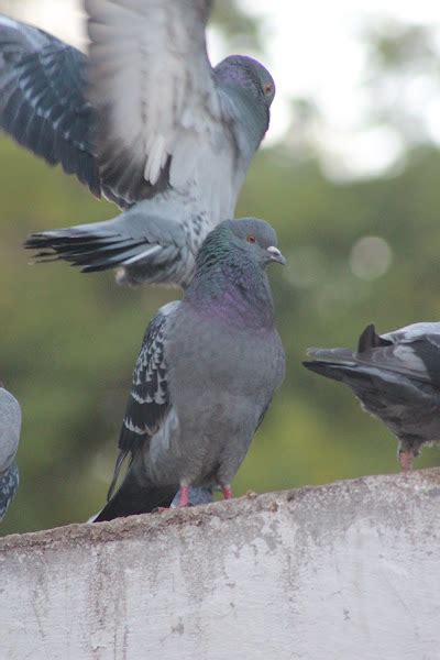 Pigeon; paloma doméstica; paloma de Castilla | Project Noah