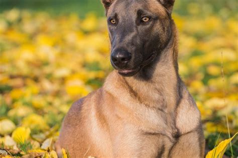 Belgian Malinois Dog In Yellow Leave High Quality Animal Stock Photos