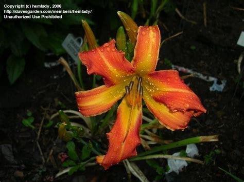 Plantfiles Pictures Daylily Orange Exotica Hemerocallis By Hemlady