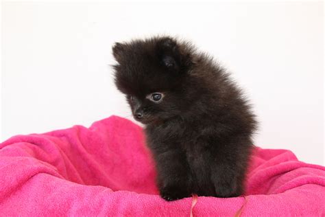 Black Pomeranian Girl 2 Months Old Black Pomeranian Pomeranian