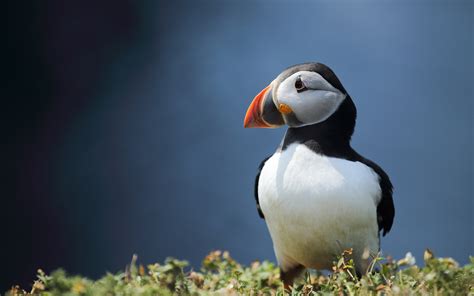 Puffin Hd Wallpaper Background Image 1920x1200 Id547102