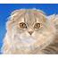 Fluffy Scottish Fold Cat On A Blue Background Wallpapers And Images 
