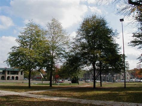 This tree has a faster growth rate than the species and a dense pyramidal to oval crown which casts deep shade. Littleleaf Linden