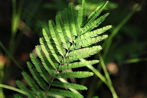 Mimosa Leaves In Sunlight Free Stock Photo Public Domain Pictures