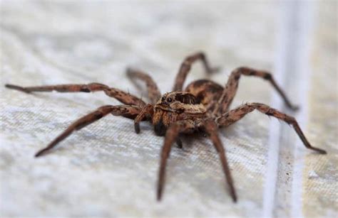 Those Sex Crazed Spiders Are Back And They Number In Their Billions