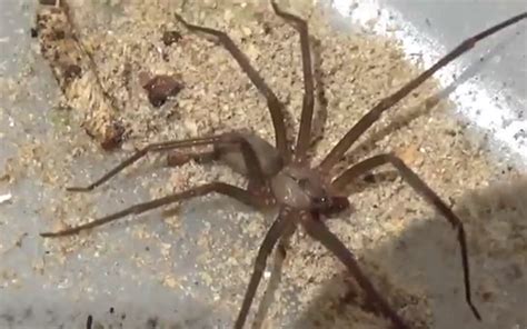 Brown Recluse Spiders In Michigan