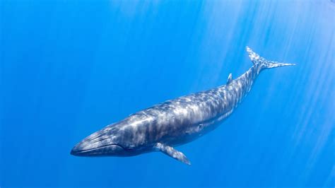 Sei Whale And Brydes Whale Fact Sheet Acs Orange County
