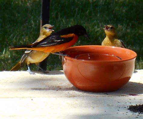 Nestwatch Baltimore Orioles Eating Grape Jelly Nestwatch