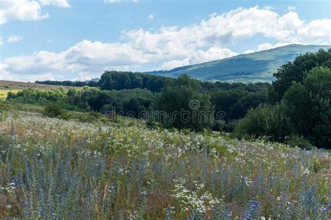 Landscape With Flowering Meadow And Green Hills Stock Photo Image Of