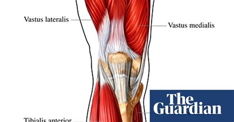 Lower your body until your rear knee nearly touches the ground. Leg Muscle Diagram Simple / Major Muscle Groups Guide ...