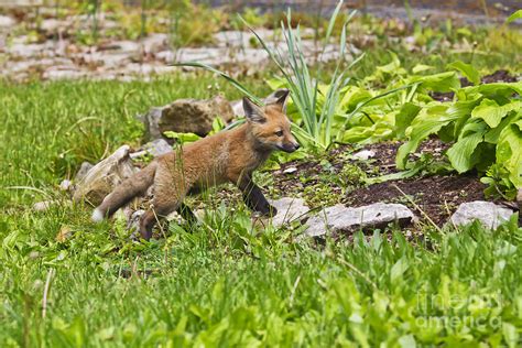 Eastern Red Fox By James Mundy Eastern Red Fox Photograph Eastern