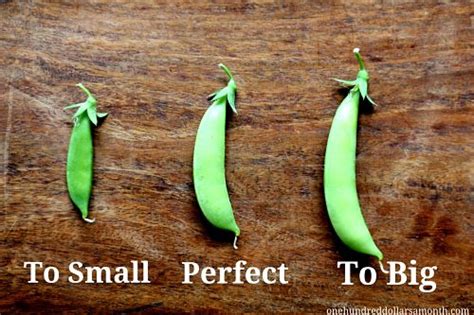 Mavis Garden Blog When To Pick Sugar Snap Peas One Hundred Dollars A Month