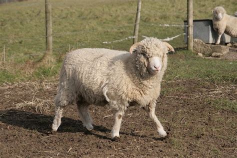 Dorset Sheep Facts Lifespan Behavior And Care With Pictures Pet Keen
