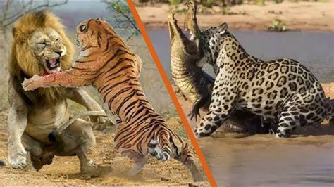Top 10 Most Dangerous Big Cats In The World Youtube