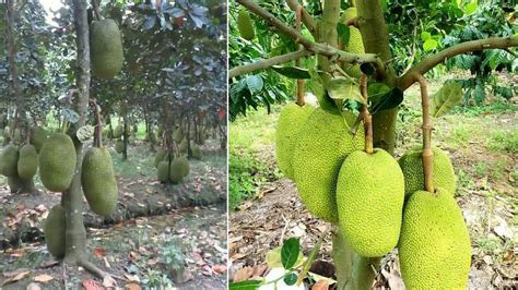 How To Grow Jackfruit Fast My Agriculture Youtube