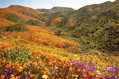 Floral Hillside Photograph By Linda Arnado Fine Art America