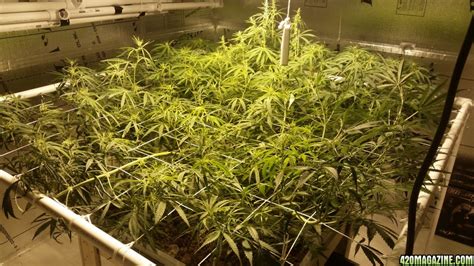 Ninja fruit , ak 48, blue mystic, pure power plant, white rhino, bubble gum by therealnitro420. DIY flood and drain table 3ft x 3ft