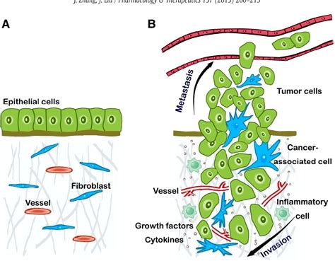 Figure 1 From Tumor Stroma As Targets For Cancer Therapy Semantic