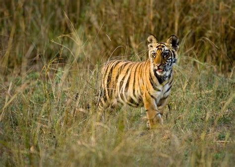 Surprising Facts About Our Favorite Big Cat Species Mnn
