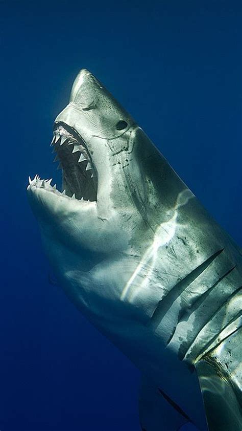 Beautiful Great White Shark Iphone Wallpapers Wallpaper Cave