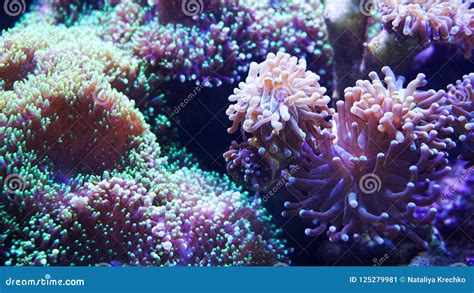 Underwater World Of Sea Seaweed And Corals Stock Image Image Of Card