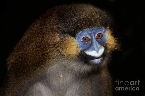 Moustached Guenon Monkey Photograph By Gerard Lacz