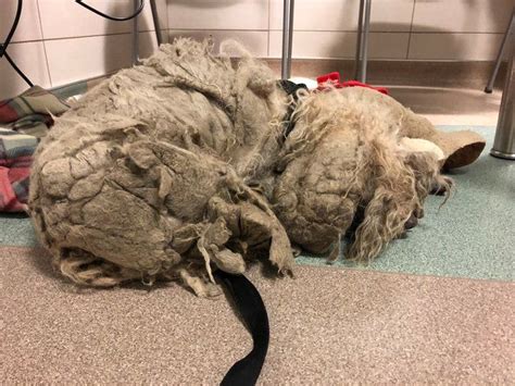 Dog With 3 Pounds Of Matted Fur Finally Gets Makeover