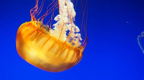 Free Images Sea Water Ocean Animal Underwater Swim Jellyfish