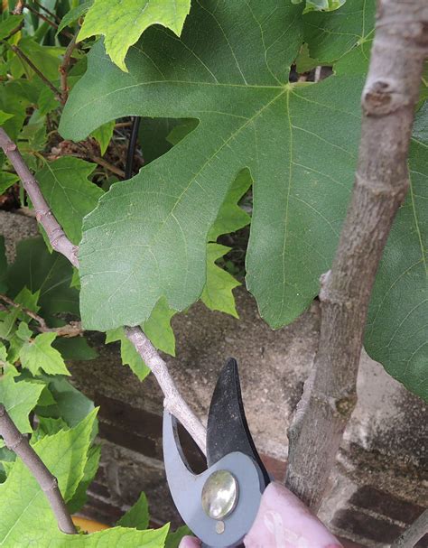 Fig Tree Pruning How To Trim A Fig Tree Fig Tree Pruning Fruit